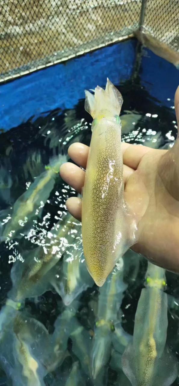 小鱿鱼图片大全游戏截图