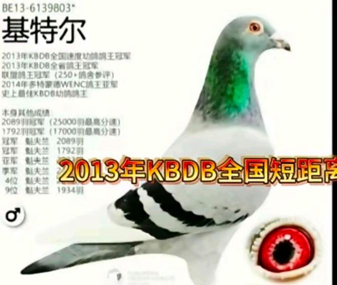 全球信鸽网官网入口