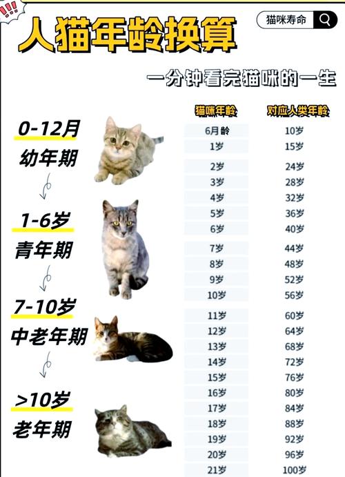 QQ怎么显示年龄