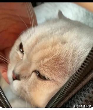 猫咪被抛弃会难过吗