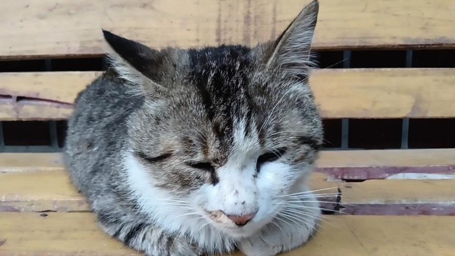 猫咪最旧截图