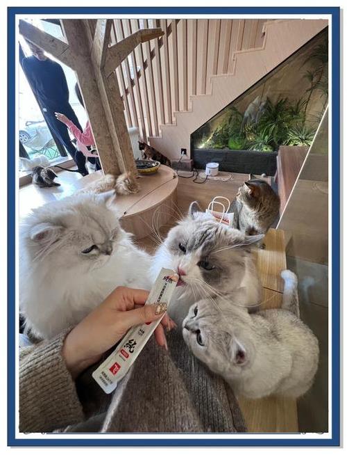 沈阳猫吧