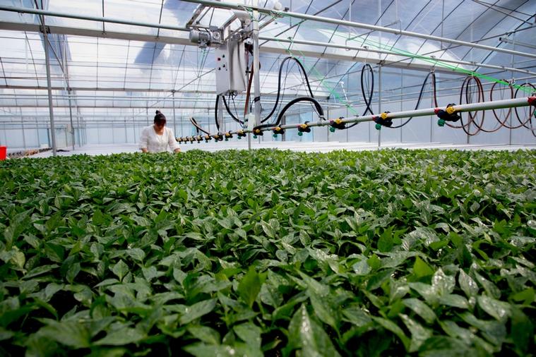 最新农业种菜技术图标