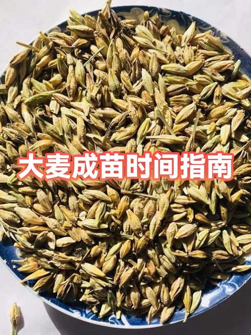大麦是按照创建时间还是付款时间