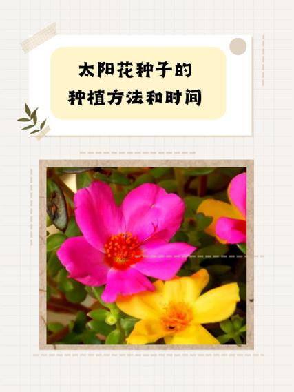 太阳花种植方法