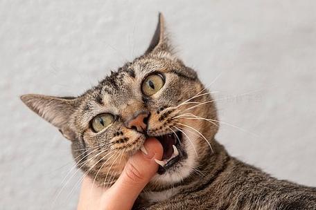 猫猫老是咬我咬着玩缩略图