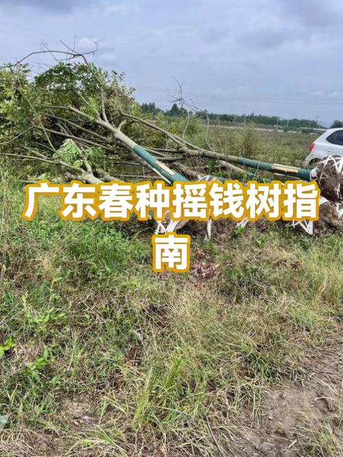 摇钱树多少钱一棵?