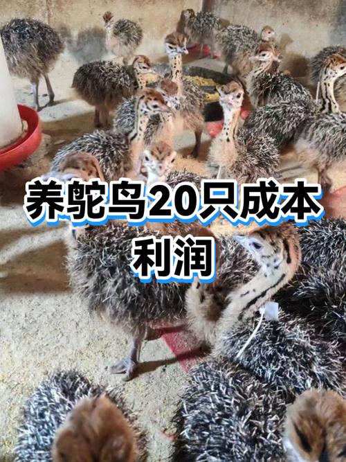50只鸵鸟养殖成本利润