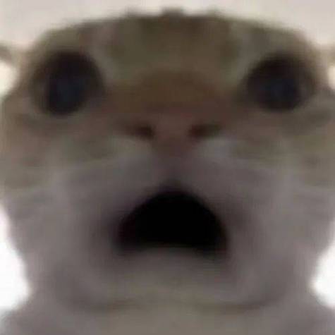 邪恶猫猫表情包缩略图