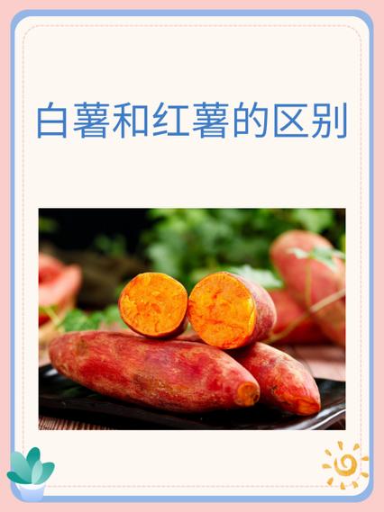 全国最好吃白薯排名