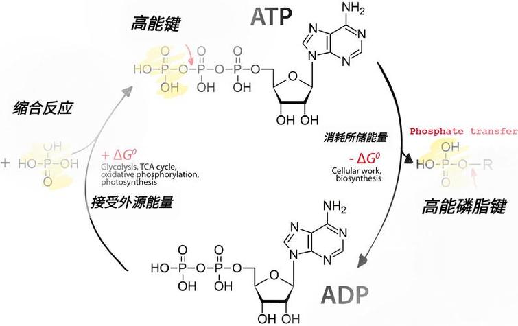 atp在哪里生成