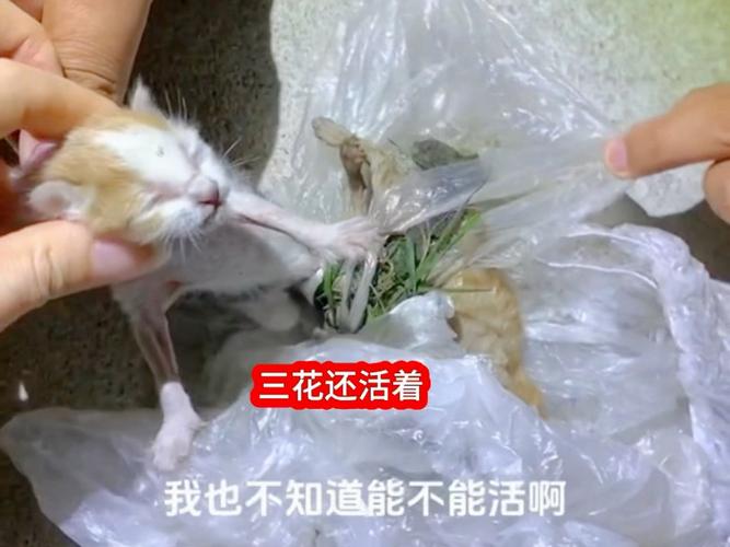 77的小猫吖