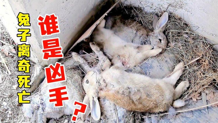 兔子死了咋处理对它最好