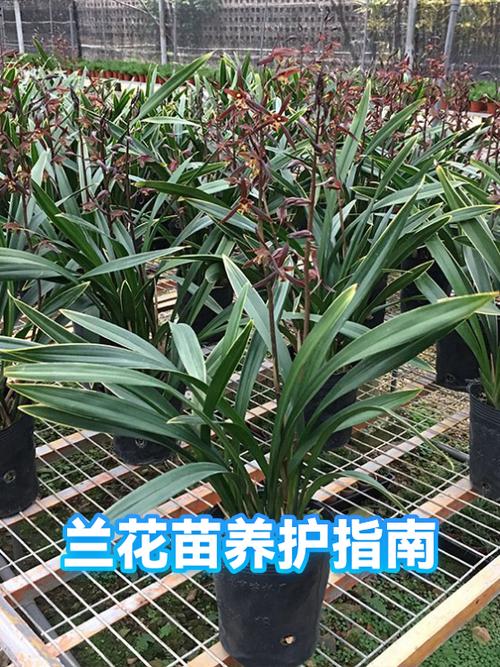 月月兰花不能乱养