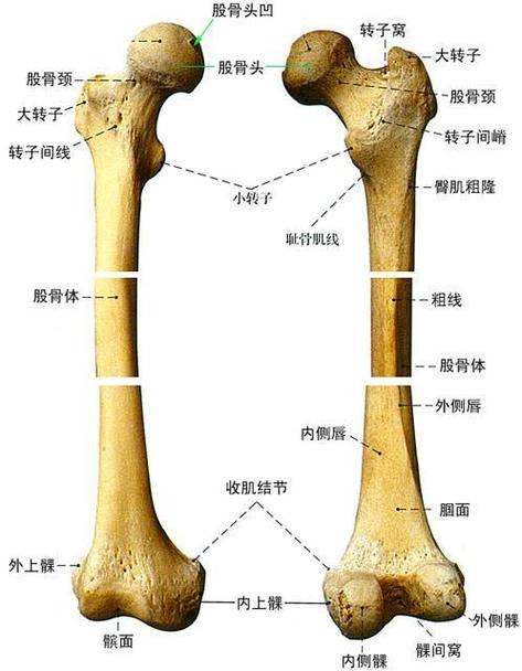 全身最大的长骨