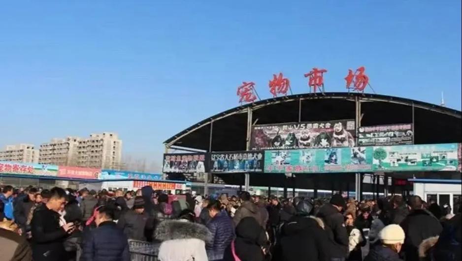 附近2公里左右狗市