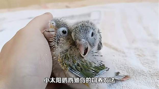 雏鸟短视频最新截图