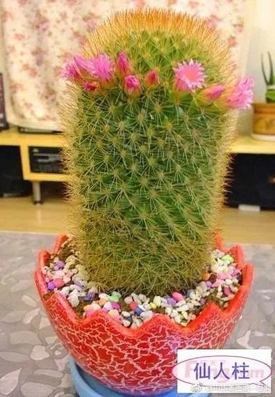 常见的植物种类100种