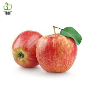 苹果的图片大全图标