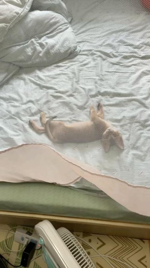 养了一只喵by何书番h图标
