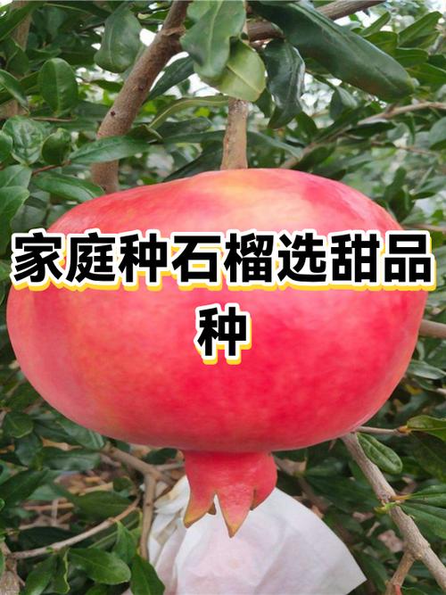 最好的石榴树是什么品种
