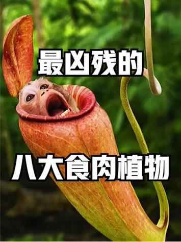 最可怕的植物