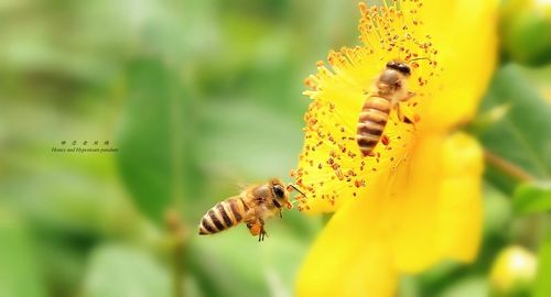 蜜蜂在爱情里有什么含义截图