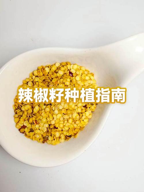 辣椒的种植方法