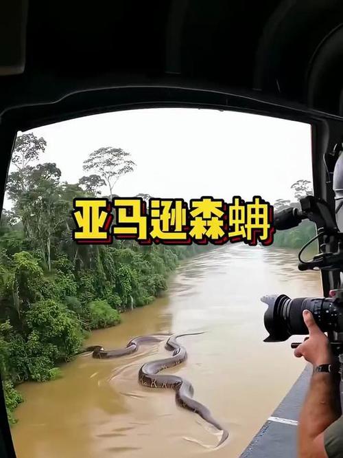 亚马逊雨林森蚺真实视频截图