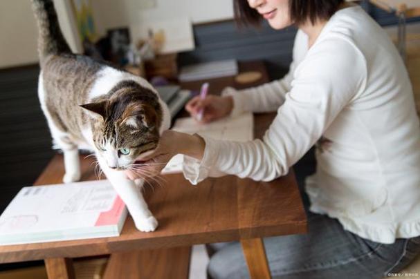 女生养猫代表什么