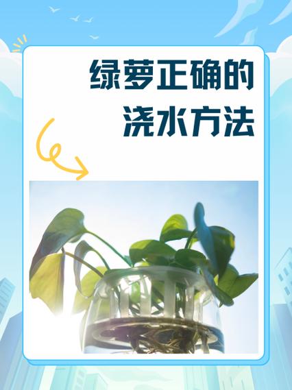 绿萝的种植方法缩略图