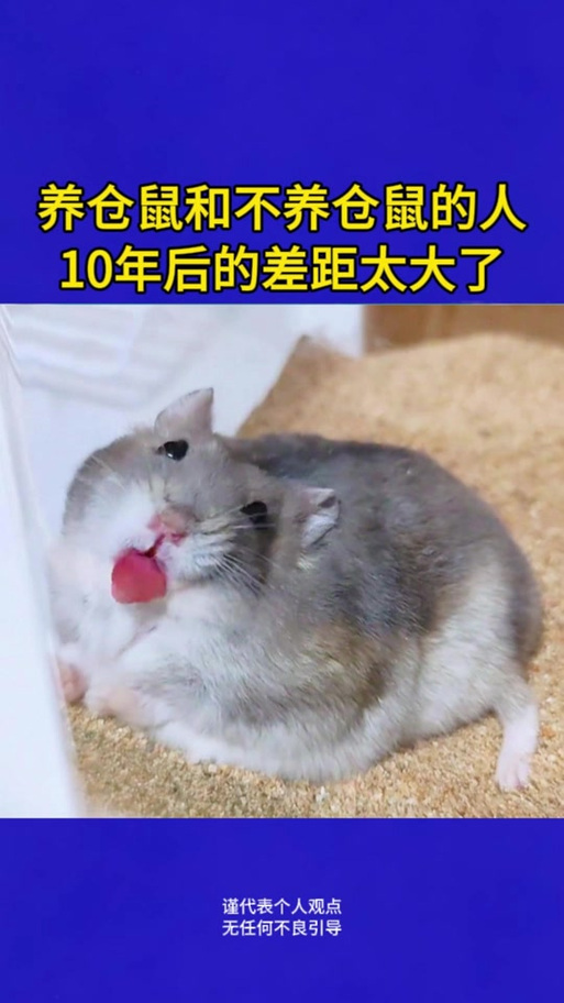 仓鼠活一年相当于人会活几年