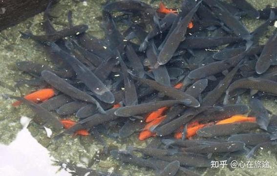 小时候玩的一款养鱼游戏
