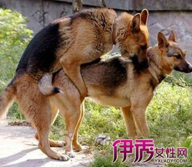 如何成为狼狗男友