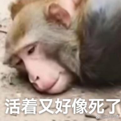 猴子捂脸的表情什么意思缩略图