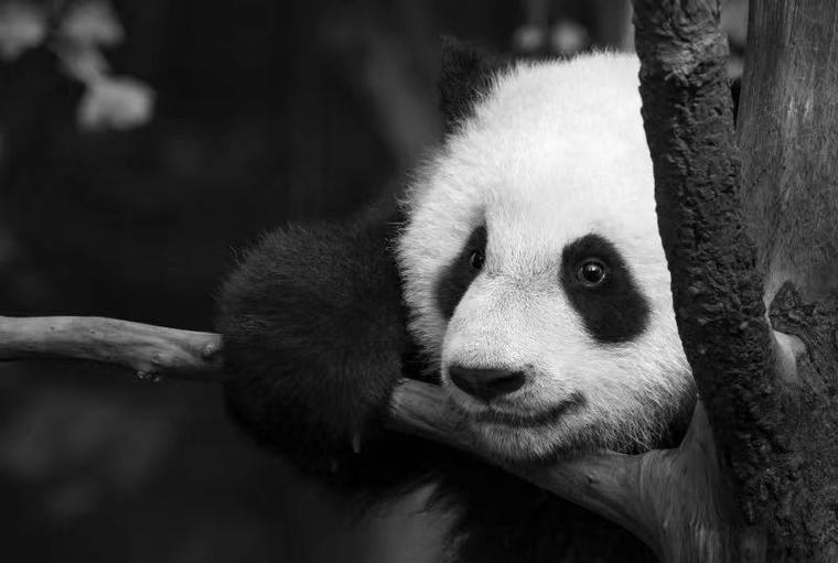黑熊猫图片