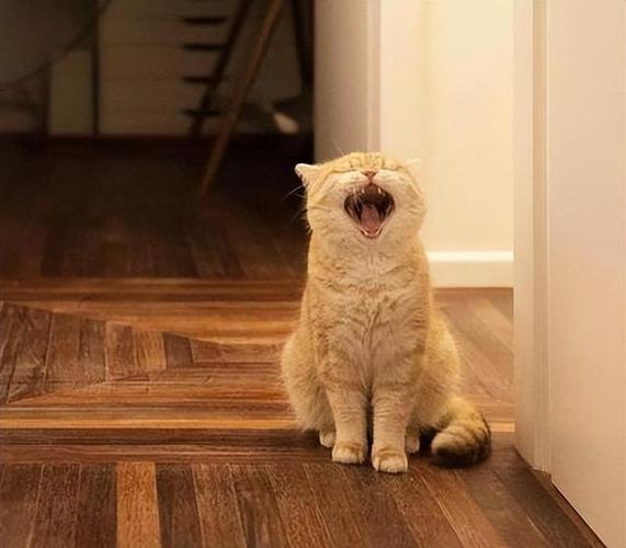 猫咪一直叫图标