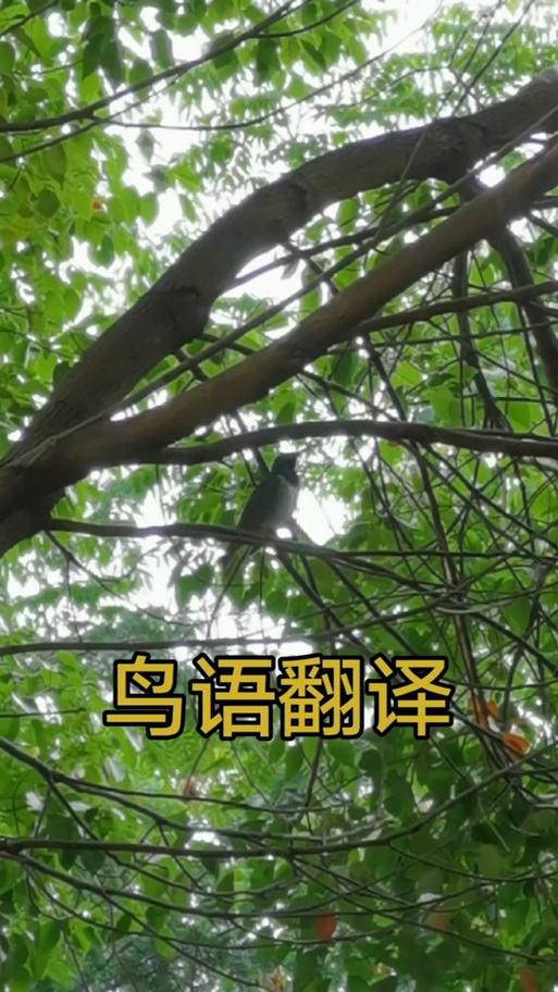 怎样翻译鸟语