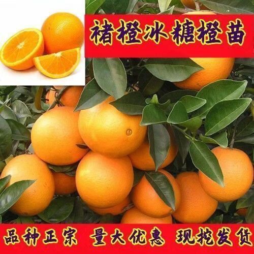 冰糖橙是橙子吗