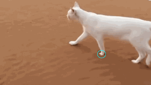 正确的猫步走姿图解