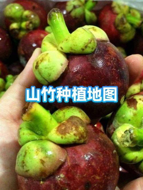 山竹中毒表现