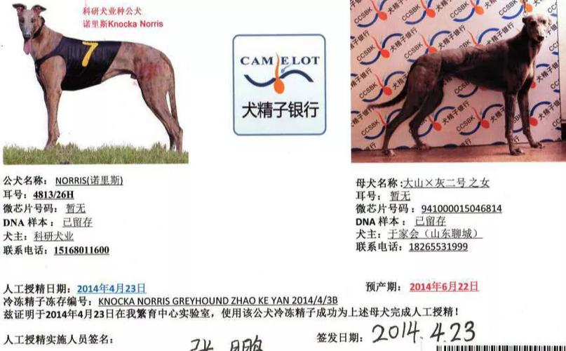 格力种公丫丫查询