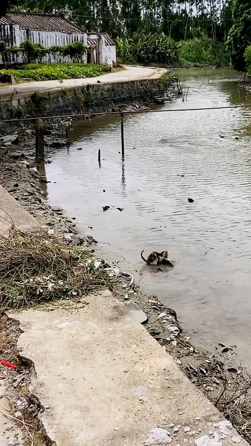 猫捕鱼