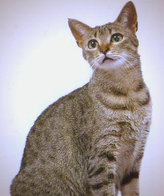 古埃及猫咪缩略图