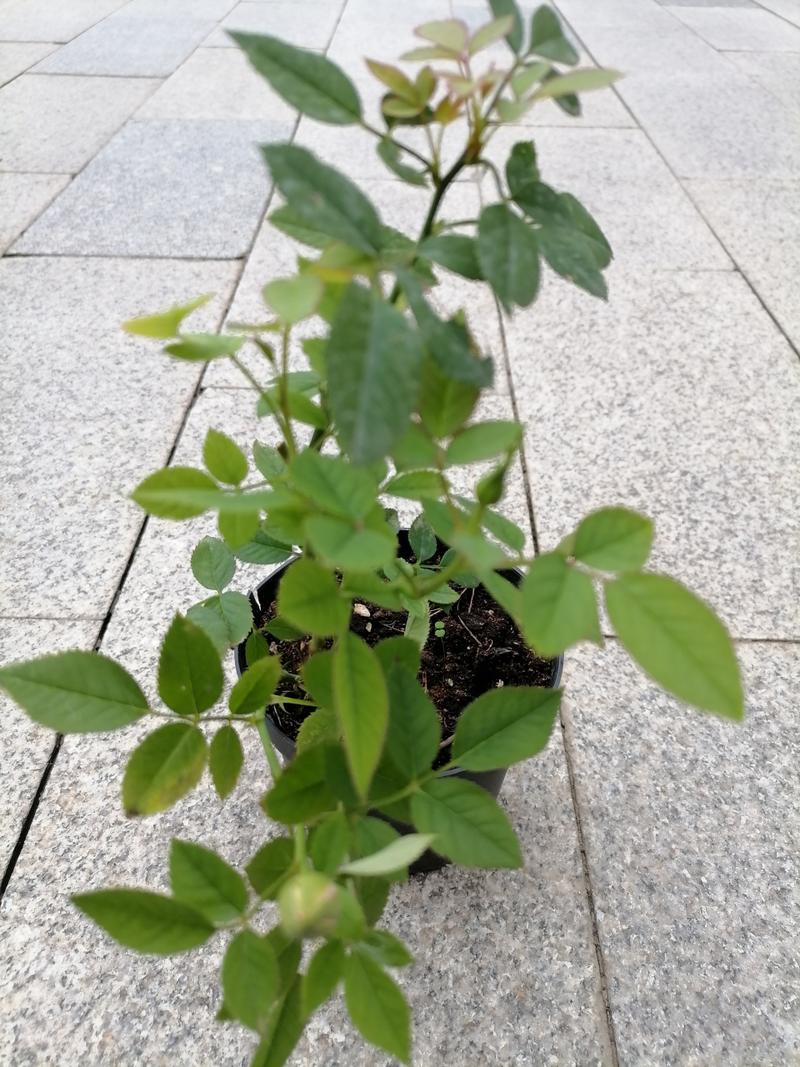 抹布高岭之花by沐沐截图