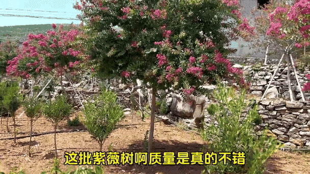 蒙山小叶紫薇价格缩略图