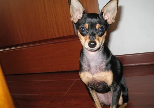 小鹿犬纯不纯种看什么缩略图