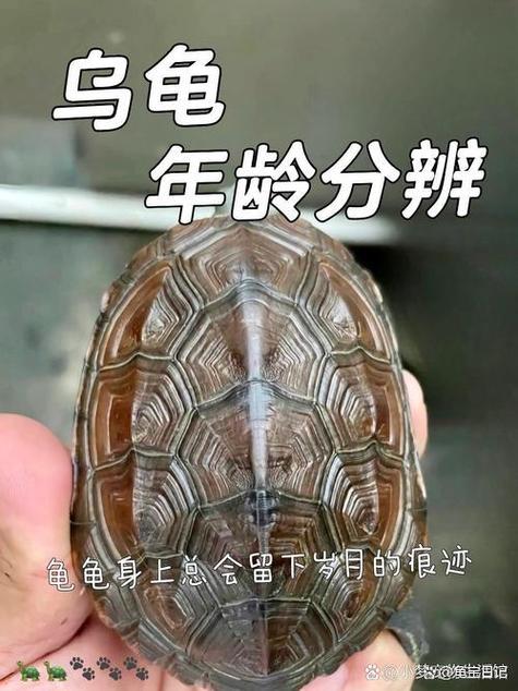 龟生长纹爆纹的危害图标