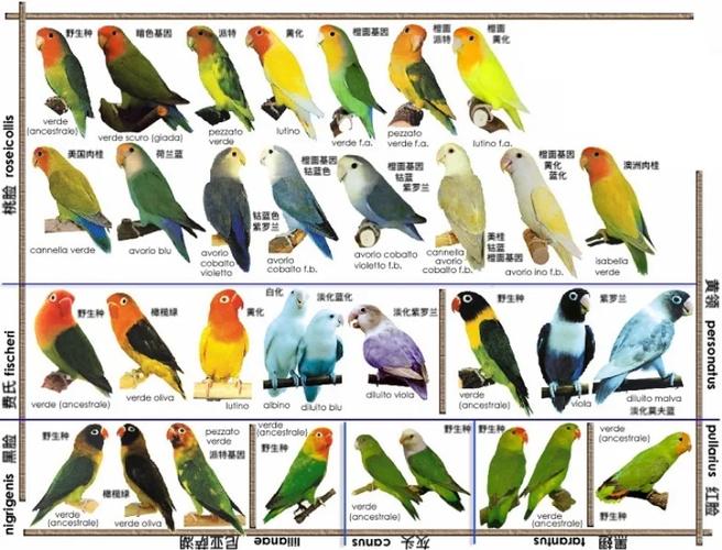 鹦鹉品种及图片价钱