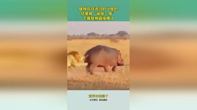 狮子咬河马被喷一身屎视频缩略图